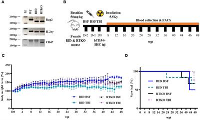 CD47;Rag2;IL-2rγ triple knock-out mice pre-conditioning with busulfan could be a novel platform for generating hematopoietic stem cells engrafted humanized mice